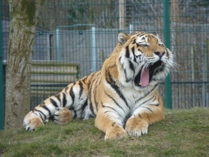 Tiger at the Zoo